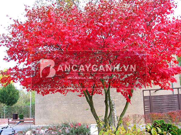 Top 5 loại cây lá đỏ tuyệt đẹp trang trí sân vườn | Bancaycanh.vn