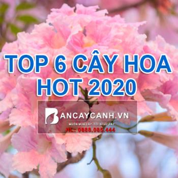 6 loại cây bóng mát tuyệt đẹp, hot nhất 2020 - Bancaycanh.vn