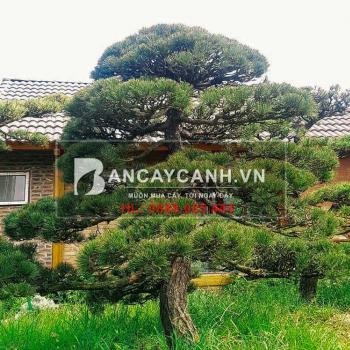 Mê mẩn ngắm nhìn vẻ đẹp thanh tao của vua bonsai Nhật Bản - Cây Thông đen.