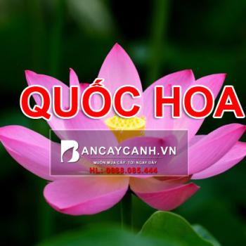 Ngỡ ngàng vẻ đẹp của những quốc hoa trên thế giới có tại Việt Nam