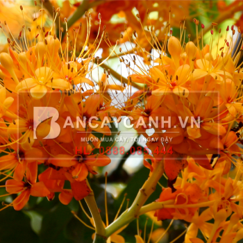 Vẻ đẹp của Vàng Anh giữa lòng thủ đô|Bancaycanh.vn