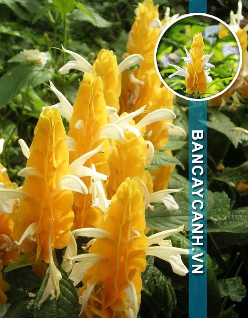 CÂY LONG THỦ VÀNG - PACHYSTACHYS LUTEA